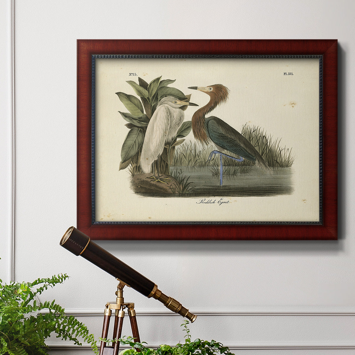 Audubons Reddish Egret Premium Framed Canvas- Ready to Hang