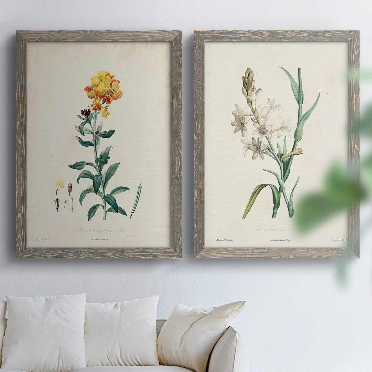 Traditional Botanical III - Premium Framed Canvas 2 Piece Set - Ready to Hang