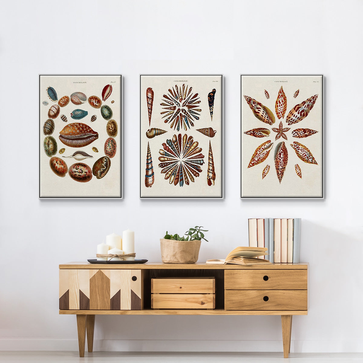 Spiral Shell Formation I - Framed Premium Gallery Wrapped Canvas L Frame 3 Piece Set - Ready to Hang