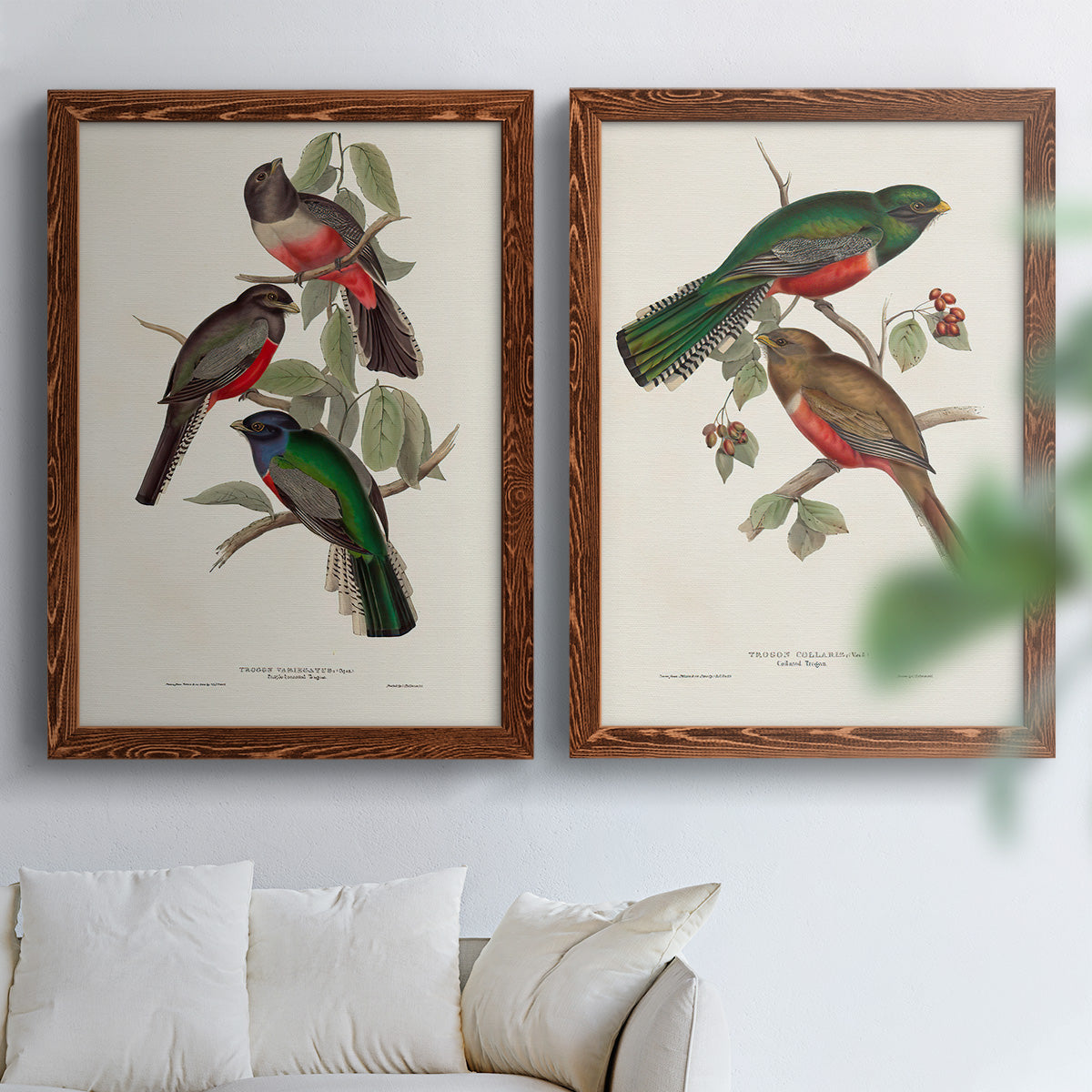 Elegant Trogons V - Premium Framed Canvas 2 Piece Set - Ready to Hang