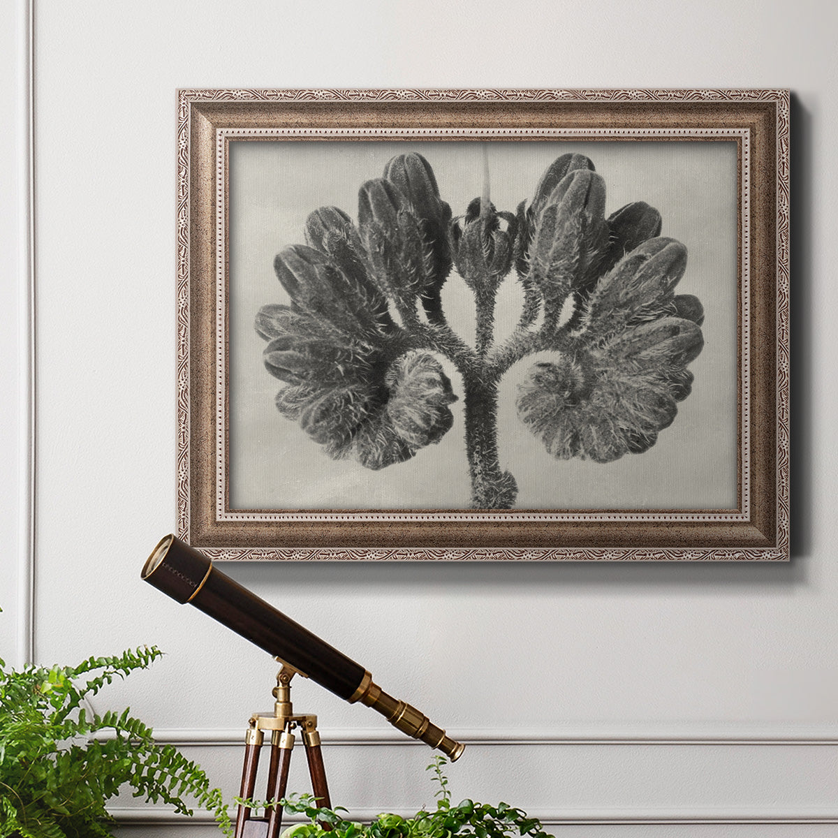 Blossfeldt Botanical VIII Premium Framed Canvas- Ready to Hang