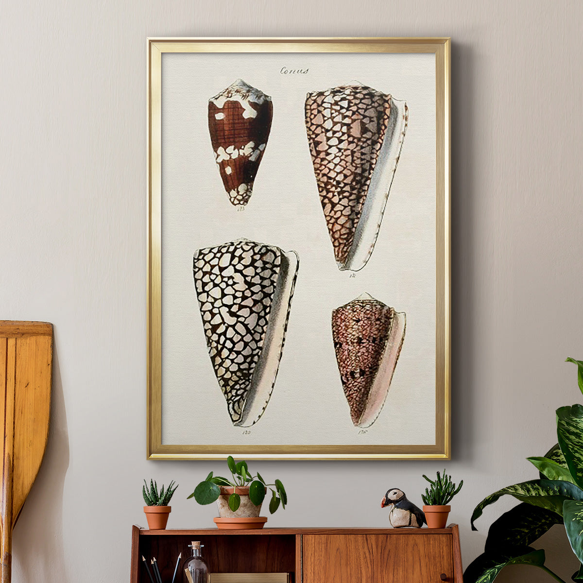 Cone Shell Collection I - Modern Framed Canvas Print