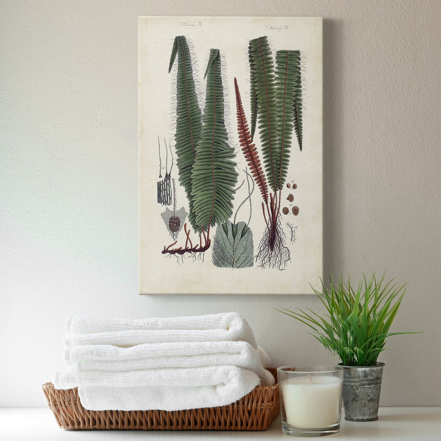 Collected Ferns V Premium Gallery Wrapped Canvas - Ready to Hang