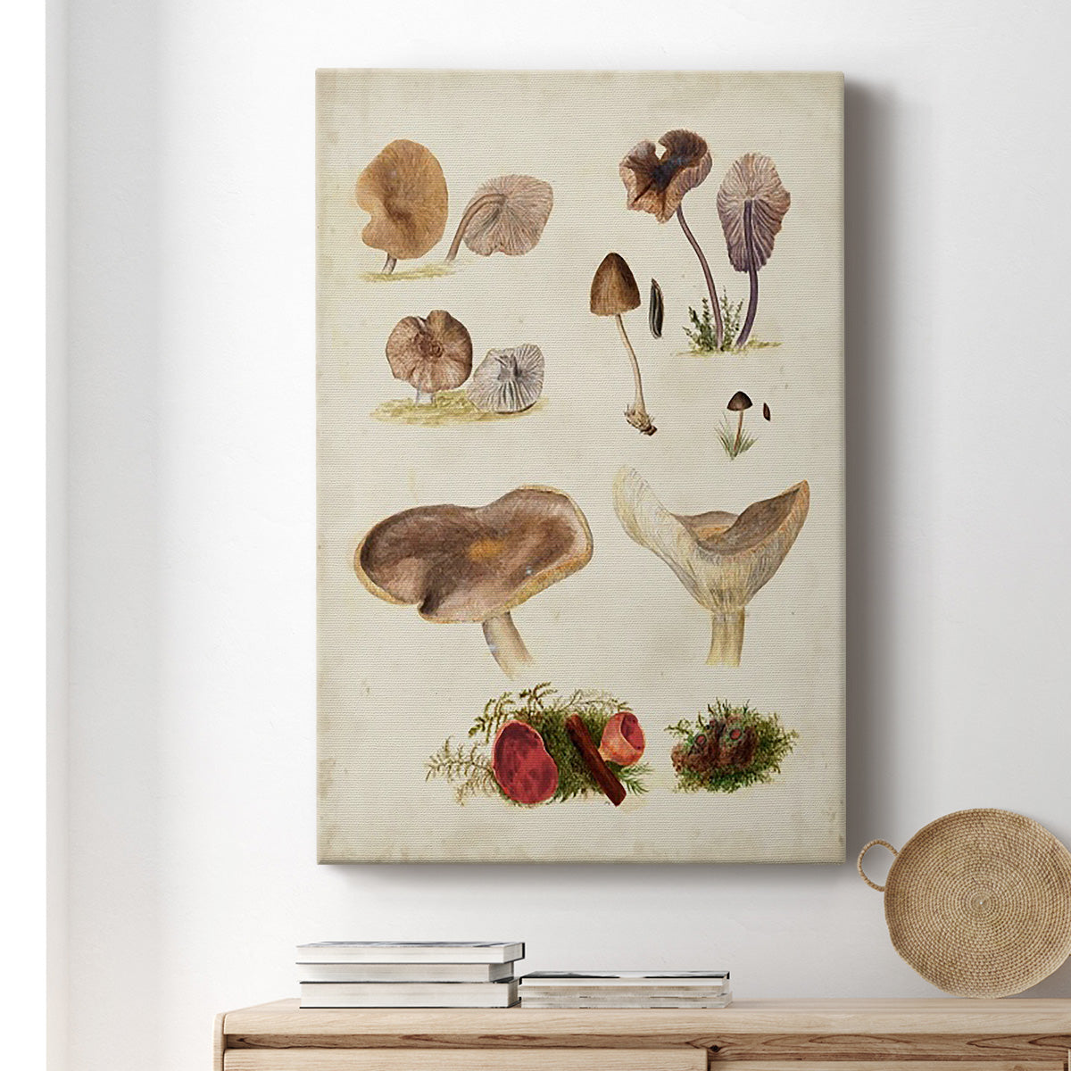 Mushroom Species III - Canvas Art Print