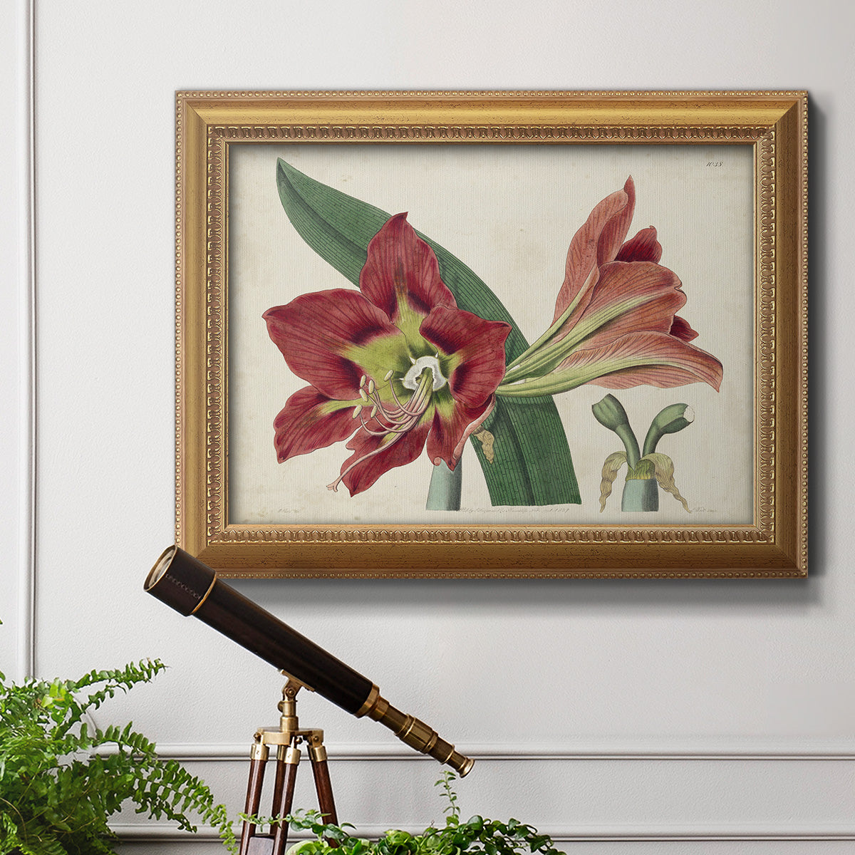 Amaryllis Splendor I Premium Framed Canvas- Ready to Hang