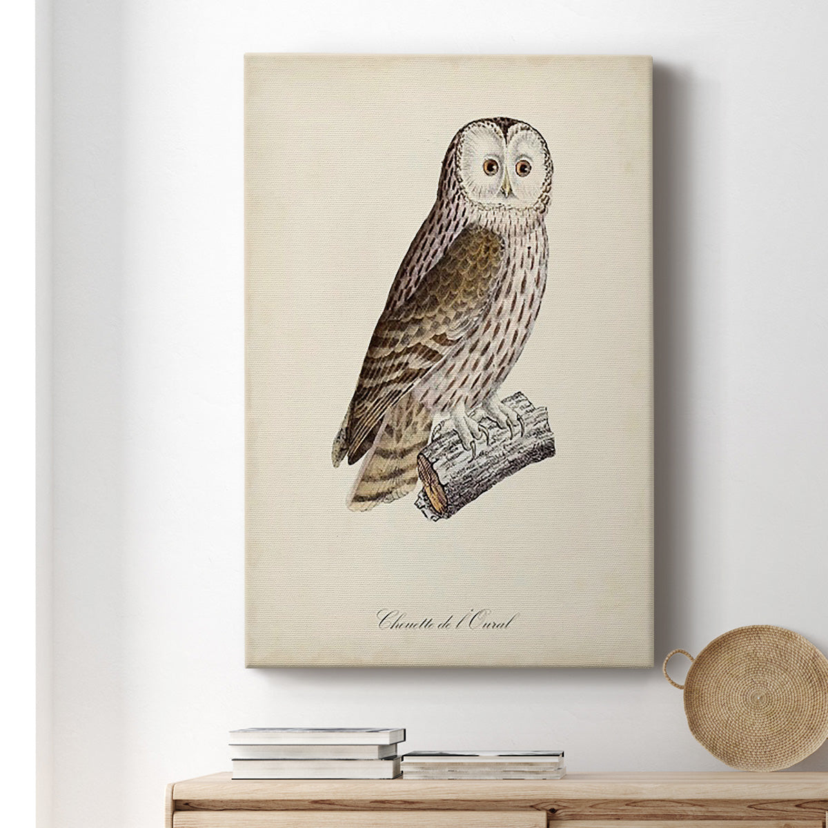 French Owls V Premium Gallery Wrapped Canvas - Ready to Hang