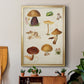 Mushroom Species II - Modern Framed Canvas Print