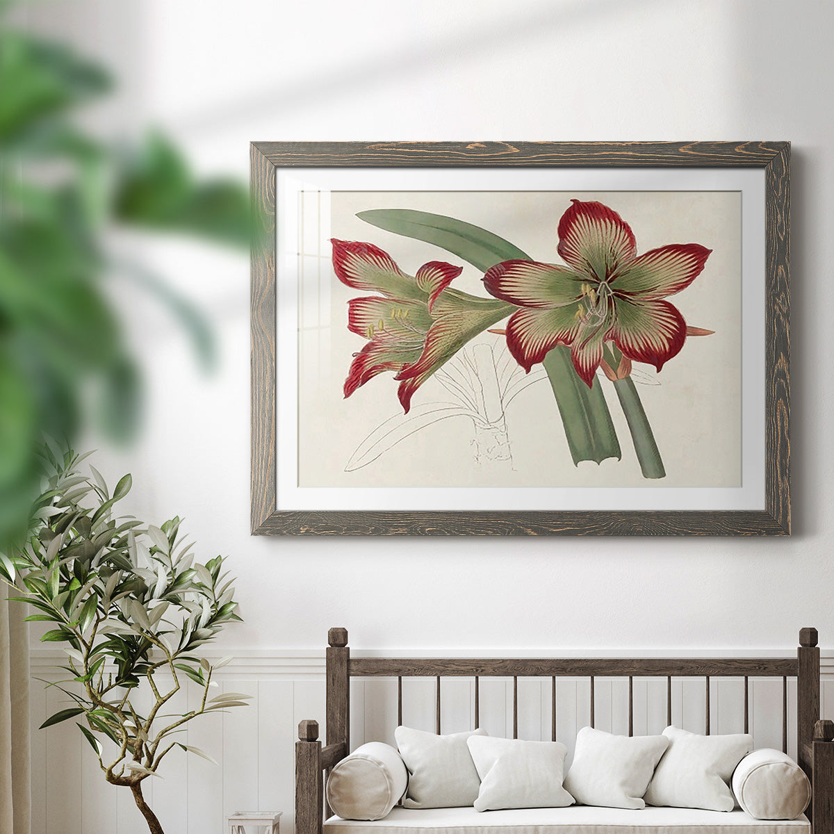 Amaryllis Varietals IV-Premium Framed Print - Ready to Hang