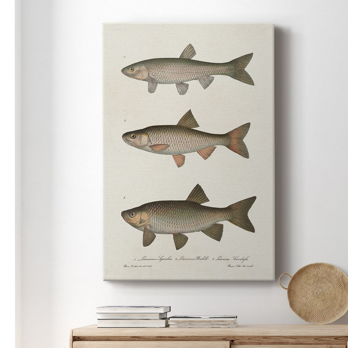 Species of Antique Fish IV Premium Gallery Wrapped Canvas - Ready to Hang