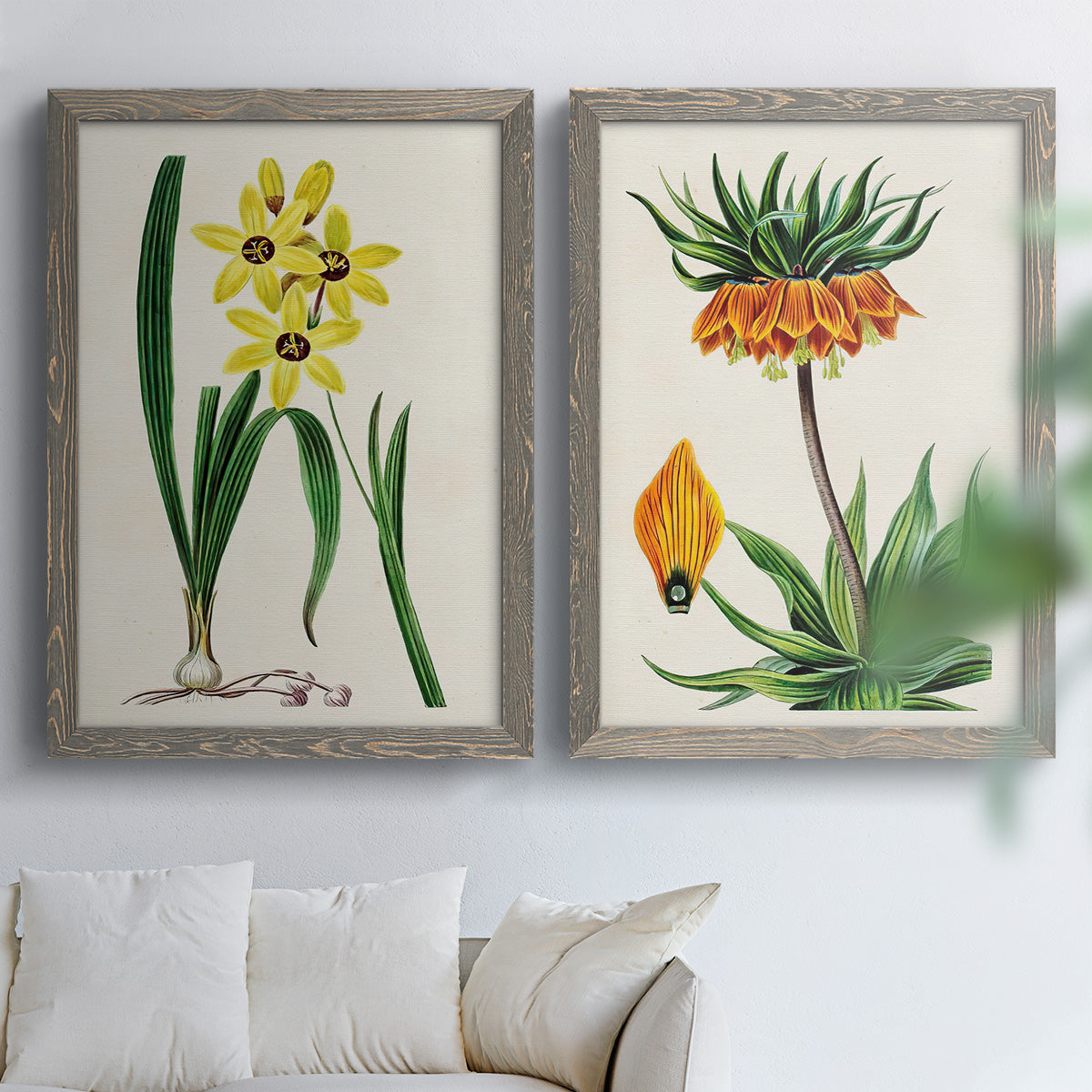 Set of two gray barnwood framed canvas prints depicting detailed blossoms, leaves, roots, and archival cream grounds arranged across two complementary compositions above a sofa in a bright living space.