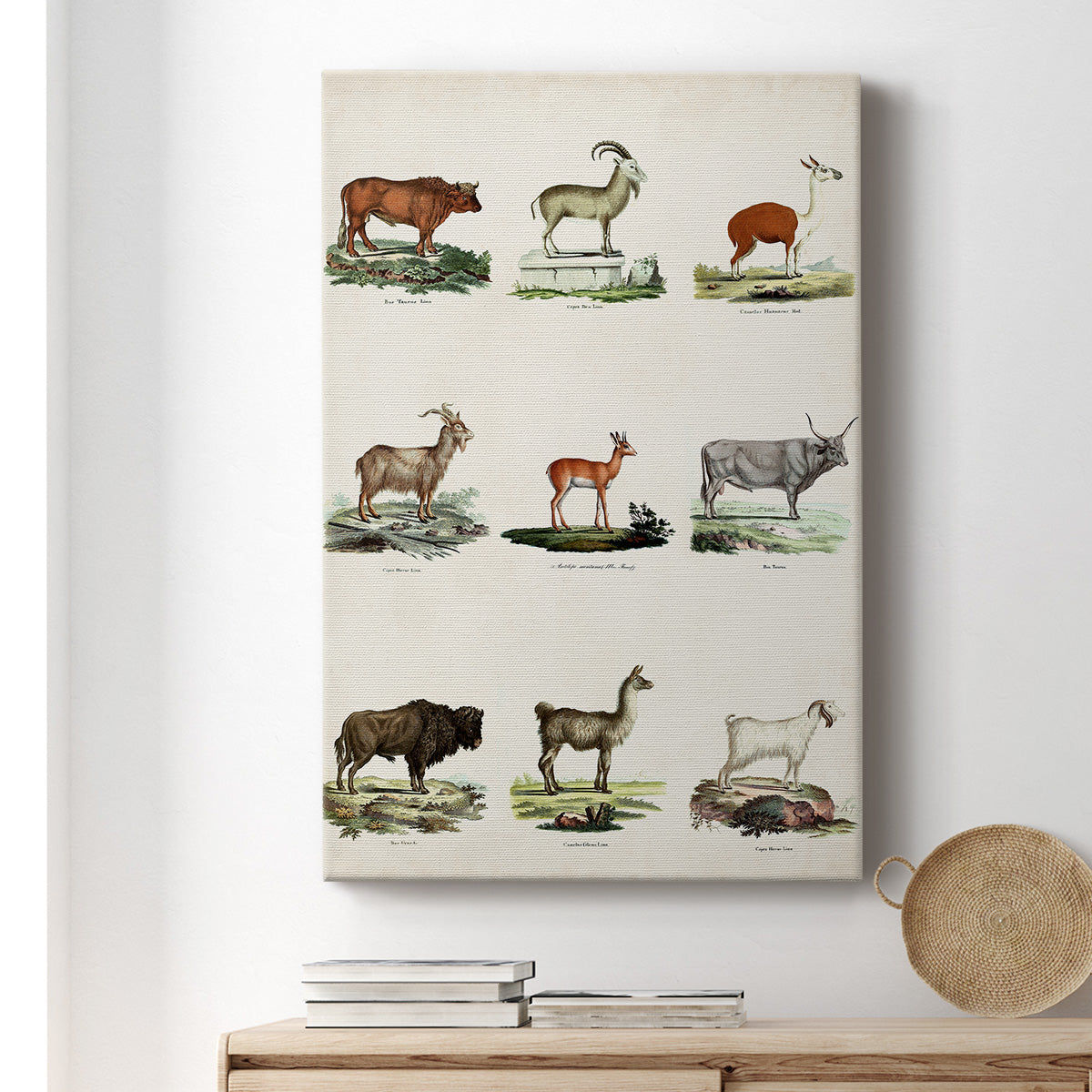 Antique Animal Chart I Premium Gallery Wrapped Canvas - Ready to Hang