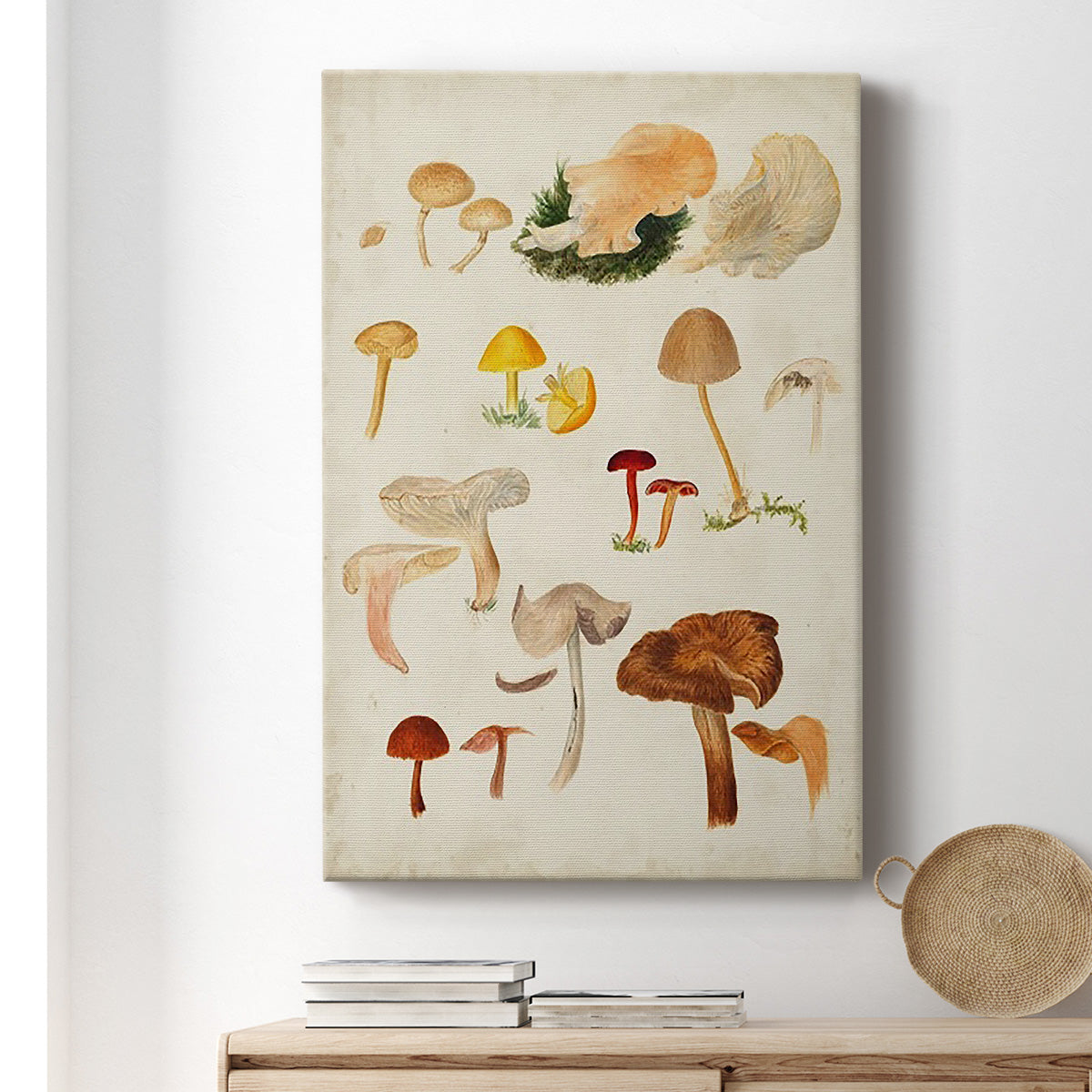 Mushroom Species XII - Canvas Art Print