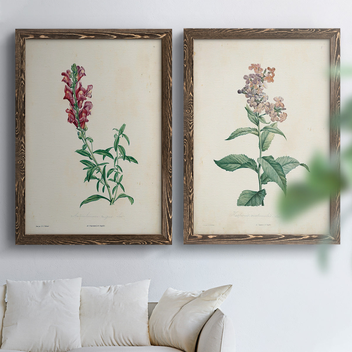 Set of two walnut barnwood framed canvas prints depicting a traditional botanical print pair with delicate blossoms leafy stems and scientific plate details above a sofa in a bright living space.