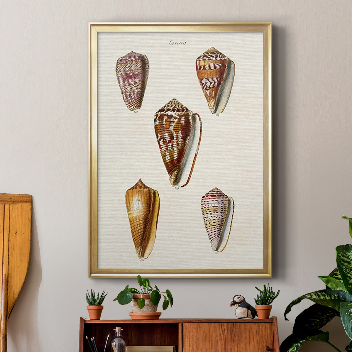 Cone Shell Collection VI - Modern Framed Canvas Print