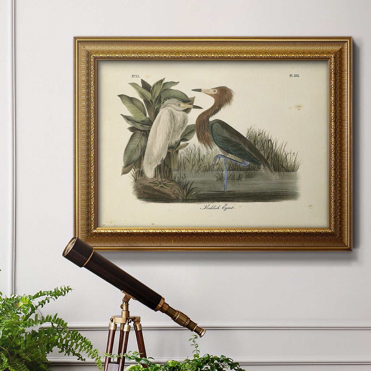 Audubons Reddish Egret Premium Framed Canvas- Ready to Hang