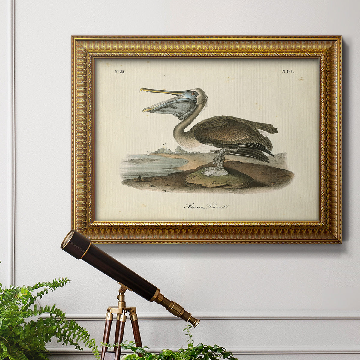 Audubons Brown Pelican - Ornate Framed Canvas Print