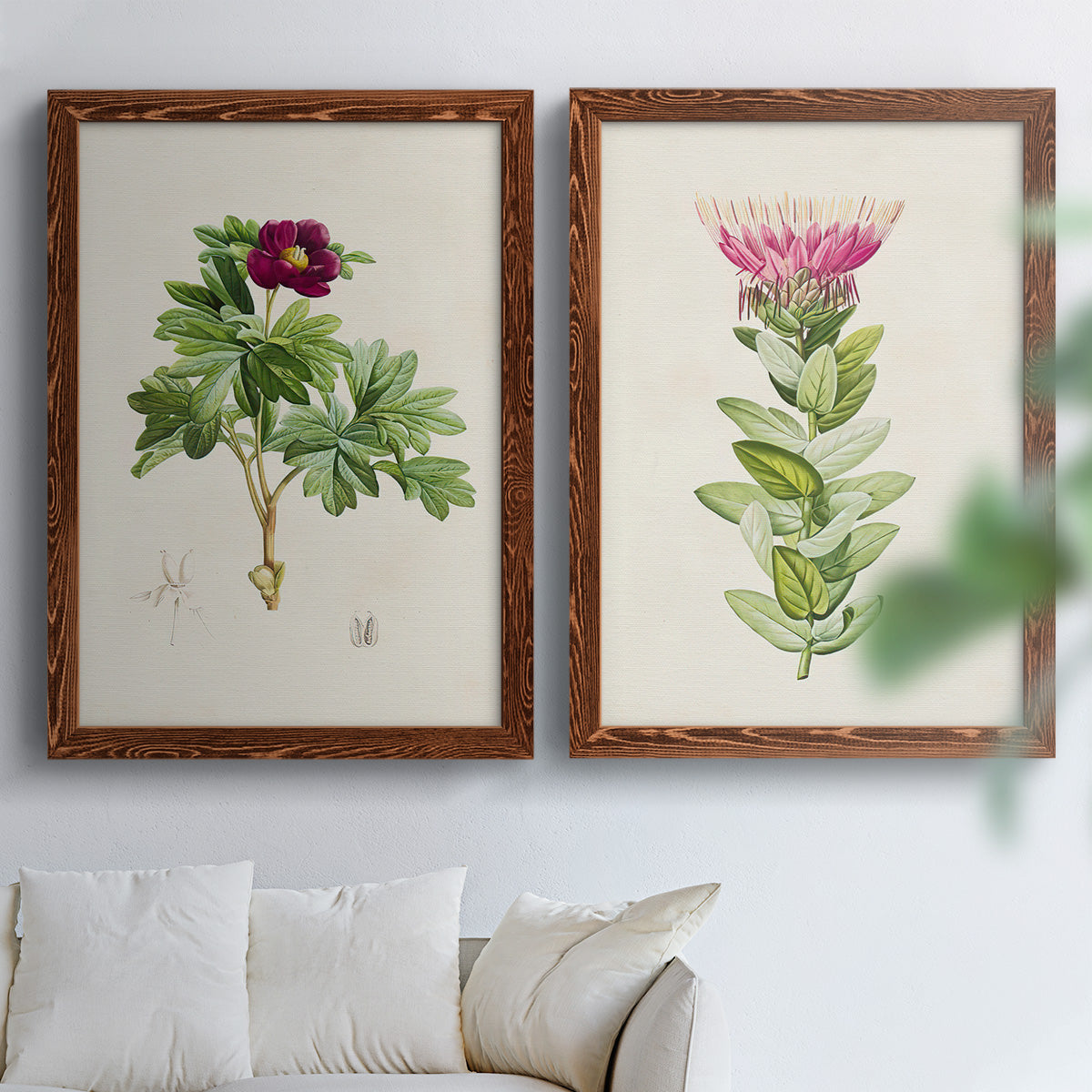 Set of two maple barnwood framed canvas prints depicting peonies thistles leafy stems and archival cream paper arranged across two complementary compositions above a sofa in a bright living space.
