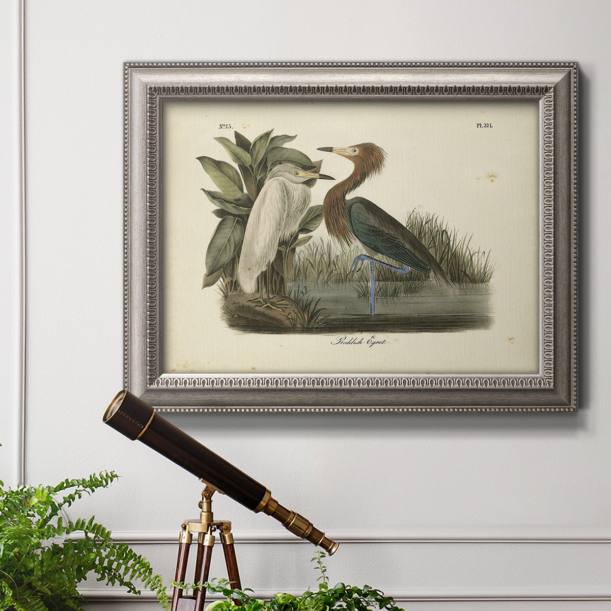 Antique reddish egret bird illustration by John James Audubon in an ornate vintage silver frame displayed in a light-toned interior setting.