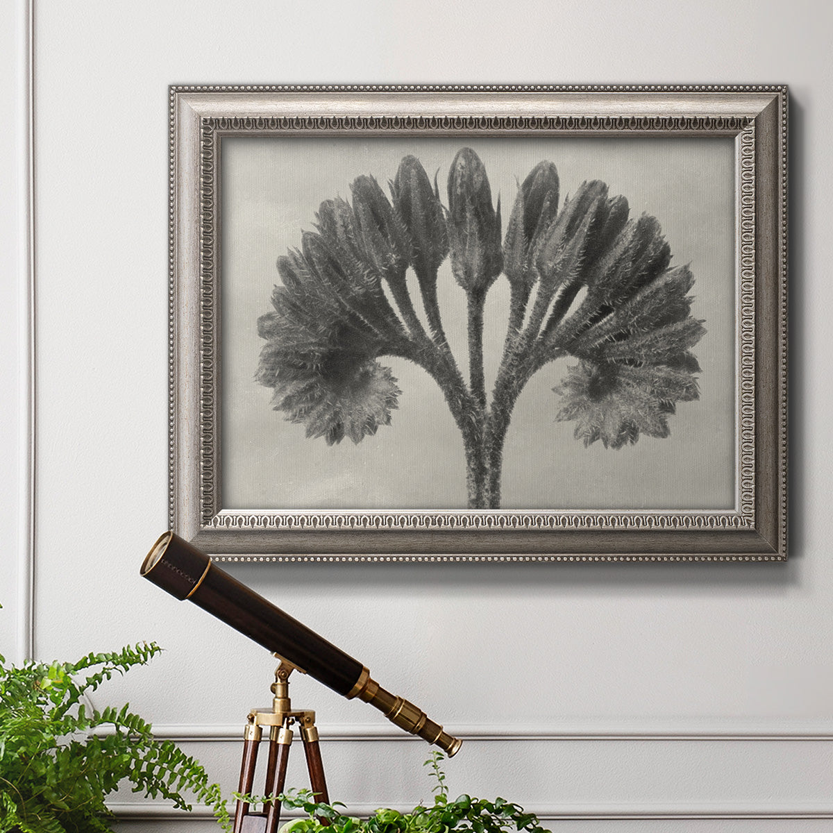 Vintage botanical plant study photograph by Karl Blossfeldt in an ornate vintage silver frame displayed in a light-toned interior setting.