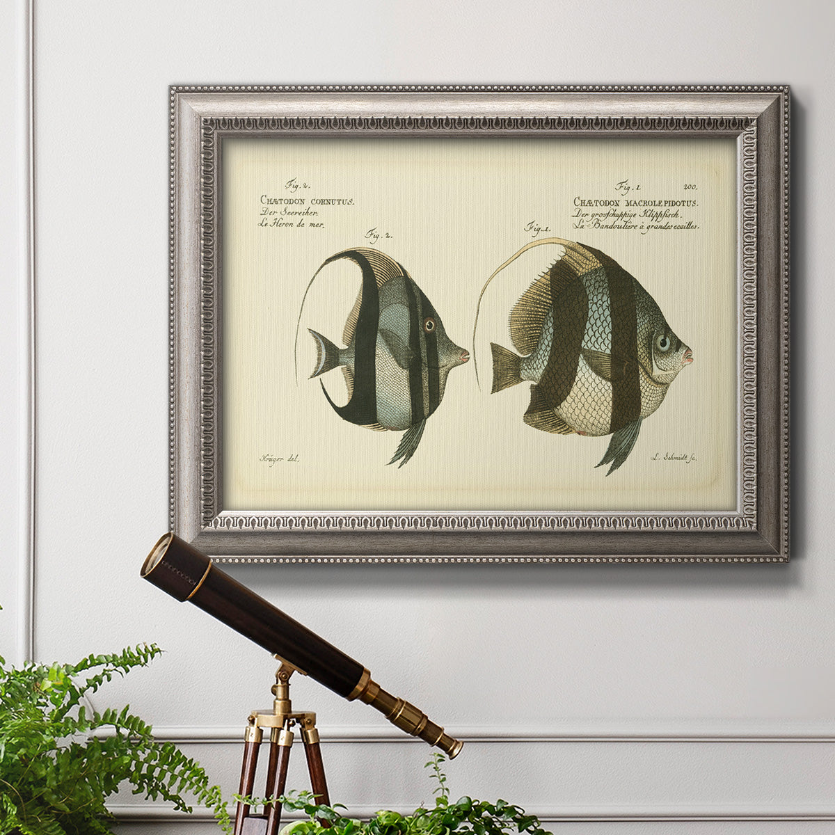Antique fish species illustration diagram in an ornate vintage silver frame displayed in a light-toned interior setting.