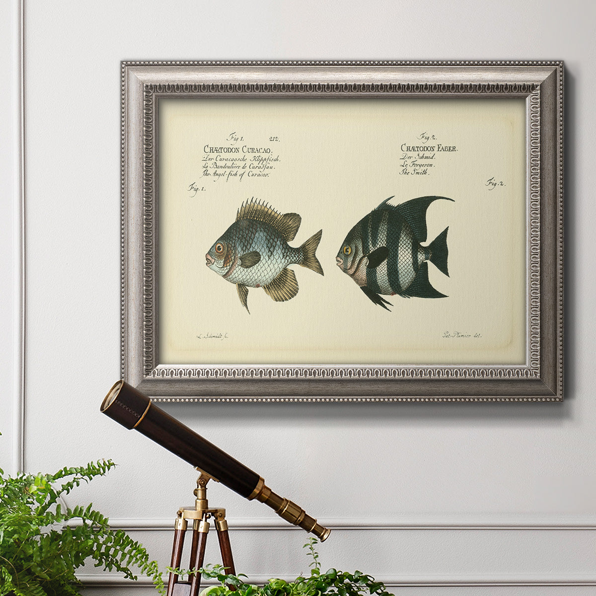 Antique fish chart illustration in an ornate vintage silver frame displayed in a light-toned interior setting.