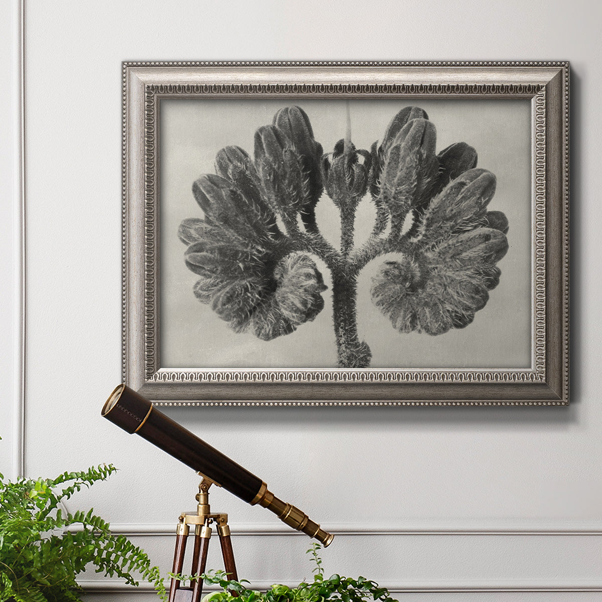 Monochrome botanical plant study photograph by Karl Blossfeldt in an ornate vintage silver frame displayed in a light-toned interior setting.