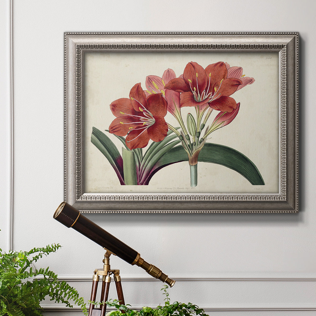 Vintage amaryllis botanical illustration in an ornate vintage silver frame displayed in a light-toned interior setting.