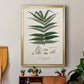 Botanical Society Ferns XII - Modern Framed Canvas Print