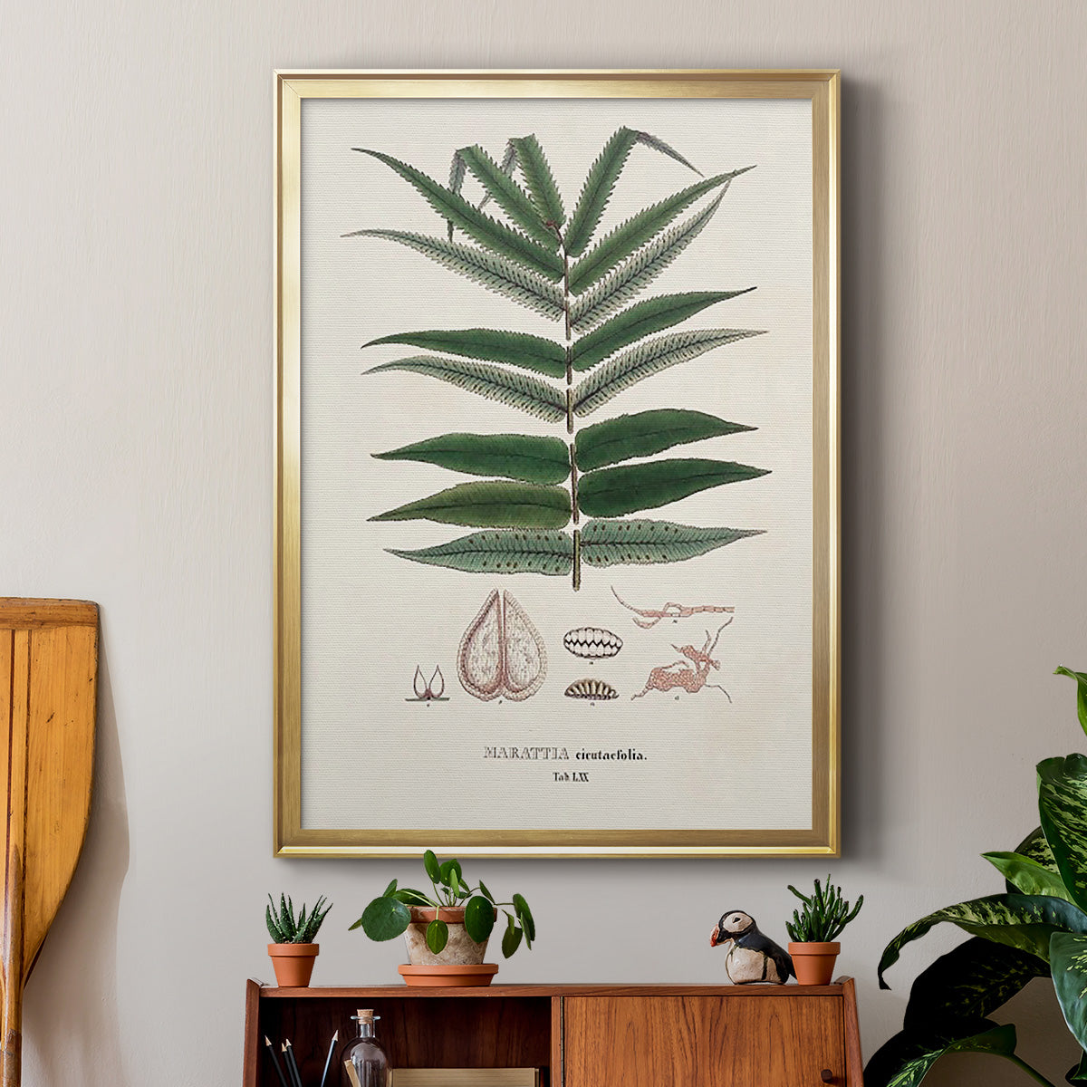 Botanical Society Ferns XII - Modern Framed Canvas Print