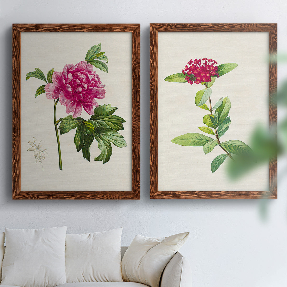Set of two maple barnwood framed canvas prints depicting peonies thistles leafy stems and archival cream paper arranged across two complementary compositions above a sofa in a bright living space.