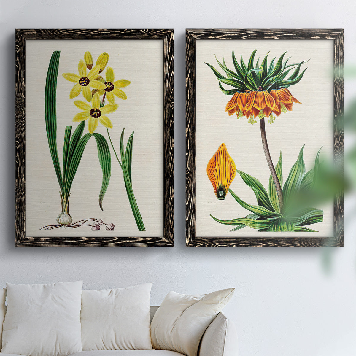 Set of two black barnwood framed canvas prints depicting detailed blossoms, leaves, roots, and archival cream grounds arranged across two complementary compositions above a sofa in a bright living space.