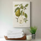 Vintage Pears II Premium Gallery Wrapped Canvas - Ready to Hang