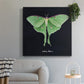 Luna Moth II - Canvas Art Print