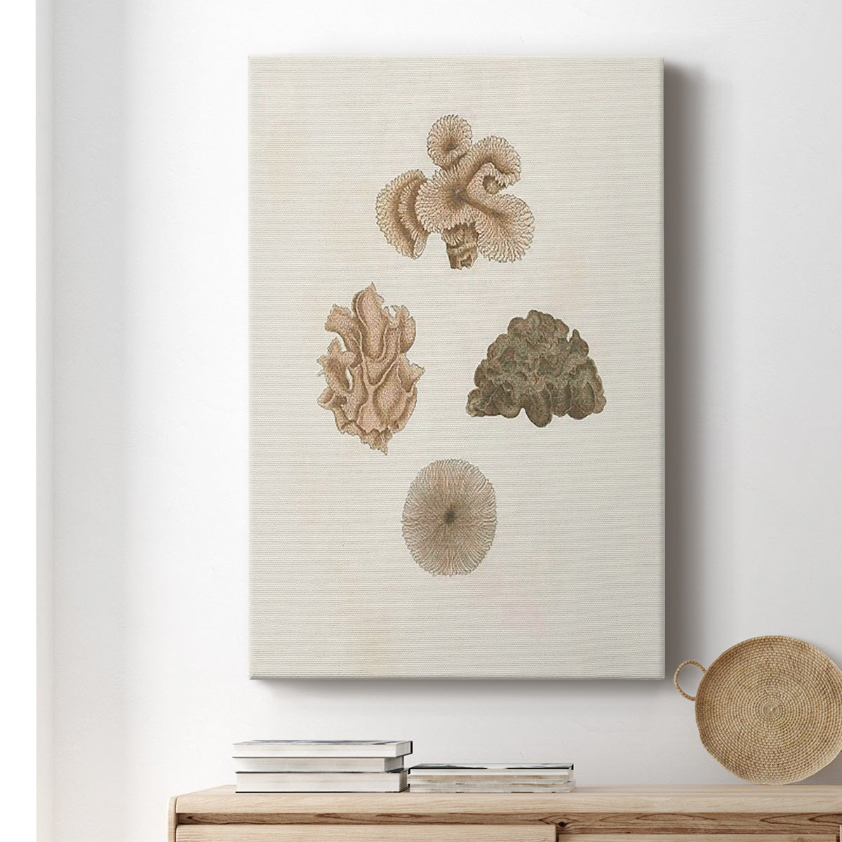 Knorr Shells & Coral VIII Premium Gallery Wrapped Canvas - Ready to Hang