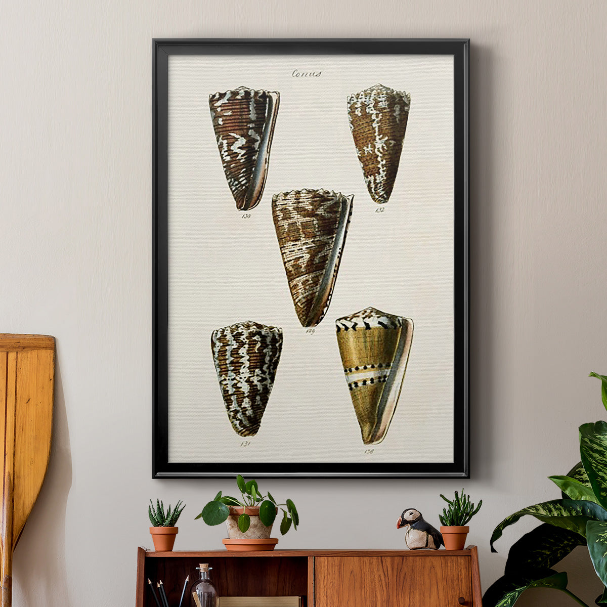 Cone Shell Collection V - Modern Framed Canvas Print