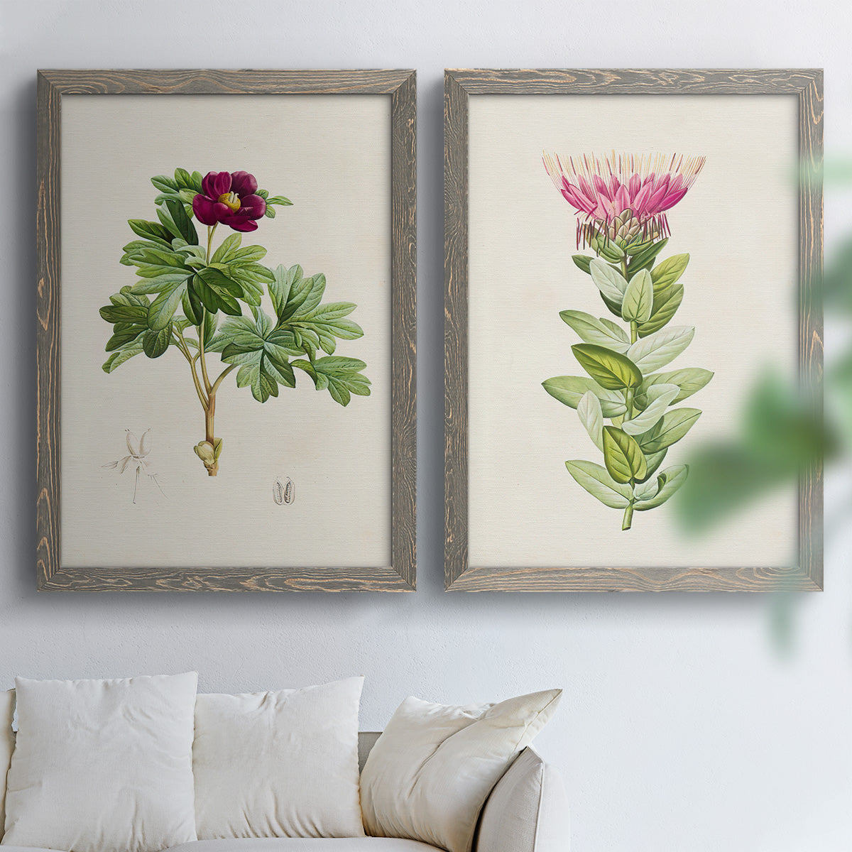 Set of two gray barnwood framed canvas prints depicting peonies thistles leafy stems and archival cream paper arranged across two complementary compositions above a sofa in a bright living space.