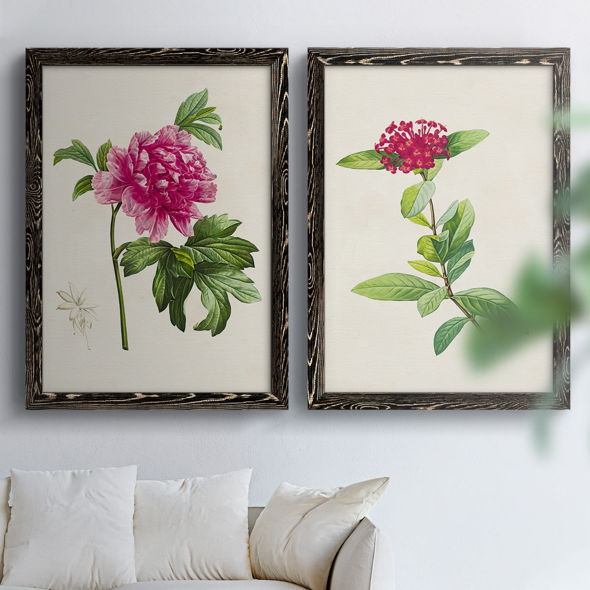 Set of two black barnwood framed canvas prints depicting peonies thistles leafy stems and archival cream paper arranged across two complementary compositions above a sofa in a bright living space.
