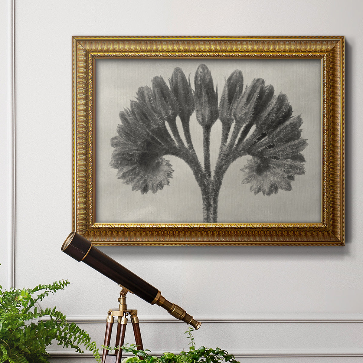Vintage botanical plant study photograph by Karl Blossfeldt in an ornate traditional gold frame displayed in a light-toned interior setting.