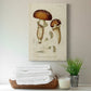 Mushroom Varieties III Premium Gallery Wrapped Canvas - Ready to Hang