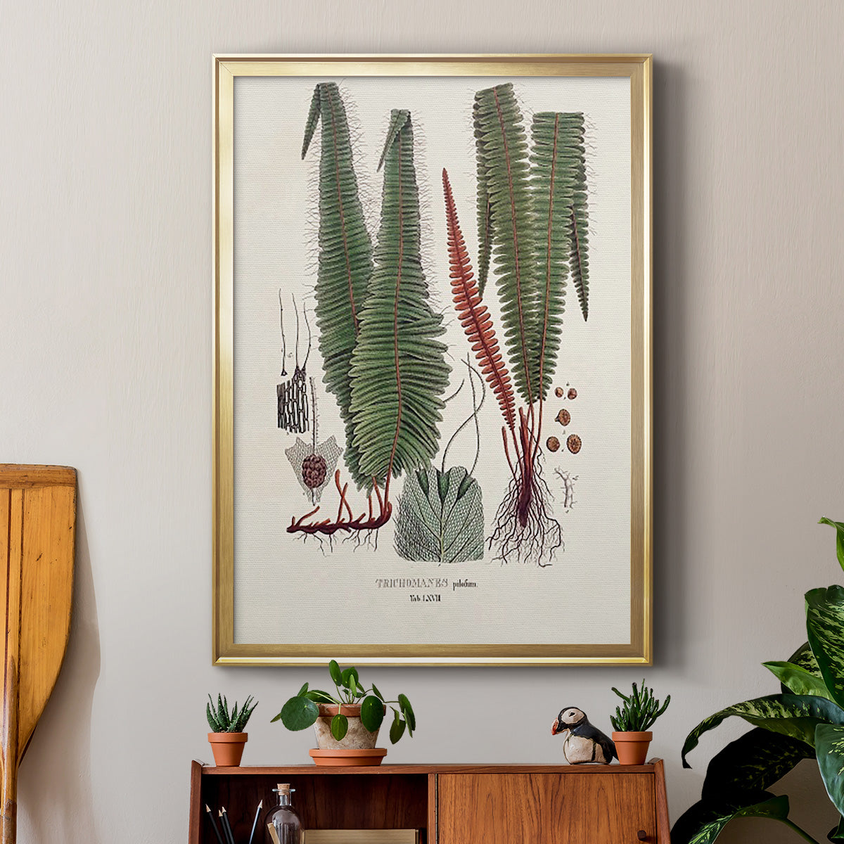 Botanical Society Ferns IV - Modern Framed Canvas Print