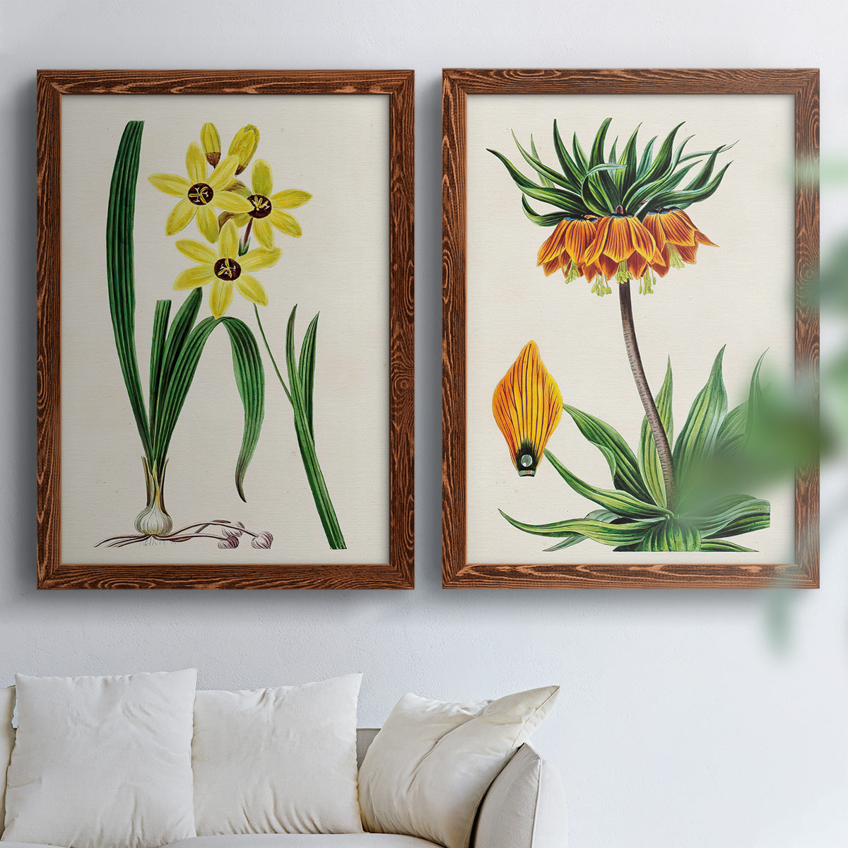 Set of two maple barnwood framed canvas prints depicting detailed blossoms, leaves, roots, and archival cream grounds arranged across two complementary compositions above a sofa in a bright living space.