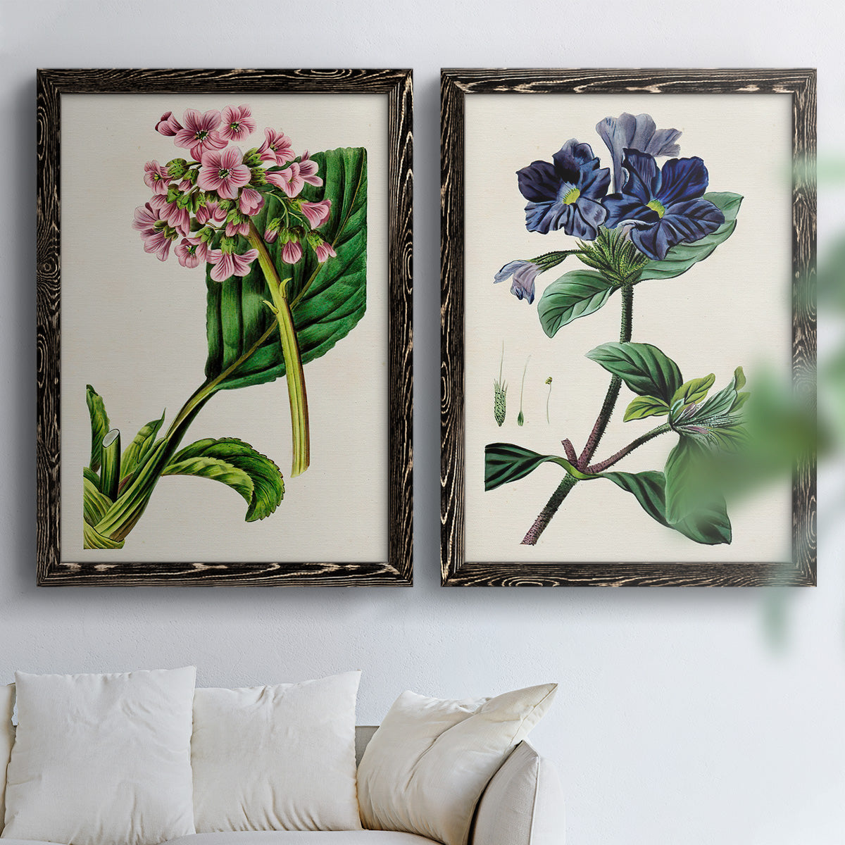 Set of two black barnwood framed canvas prints depicting detailed blossoms, leaves, roots, and archival cream grounds arranged across two complementary compositions above a sofa in a bright living space.
