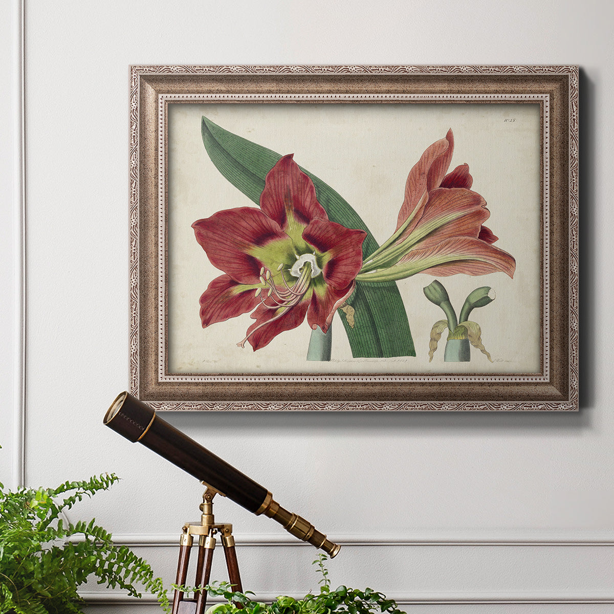 Amaryllis Splendor I Premium Framed Canvas- Ready to Hang