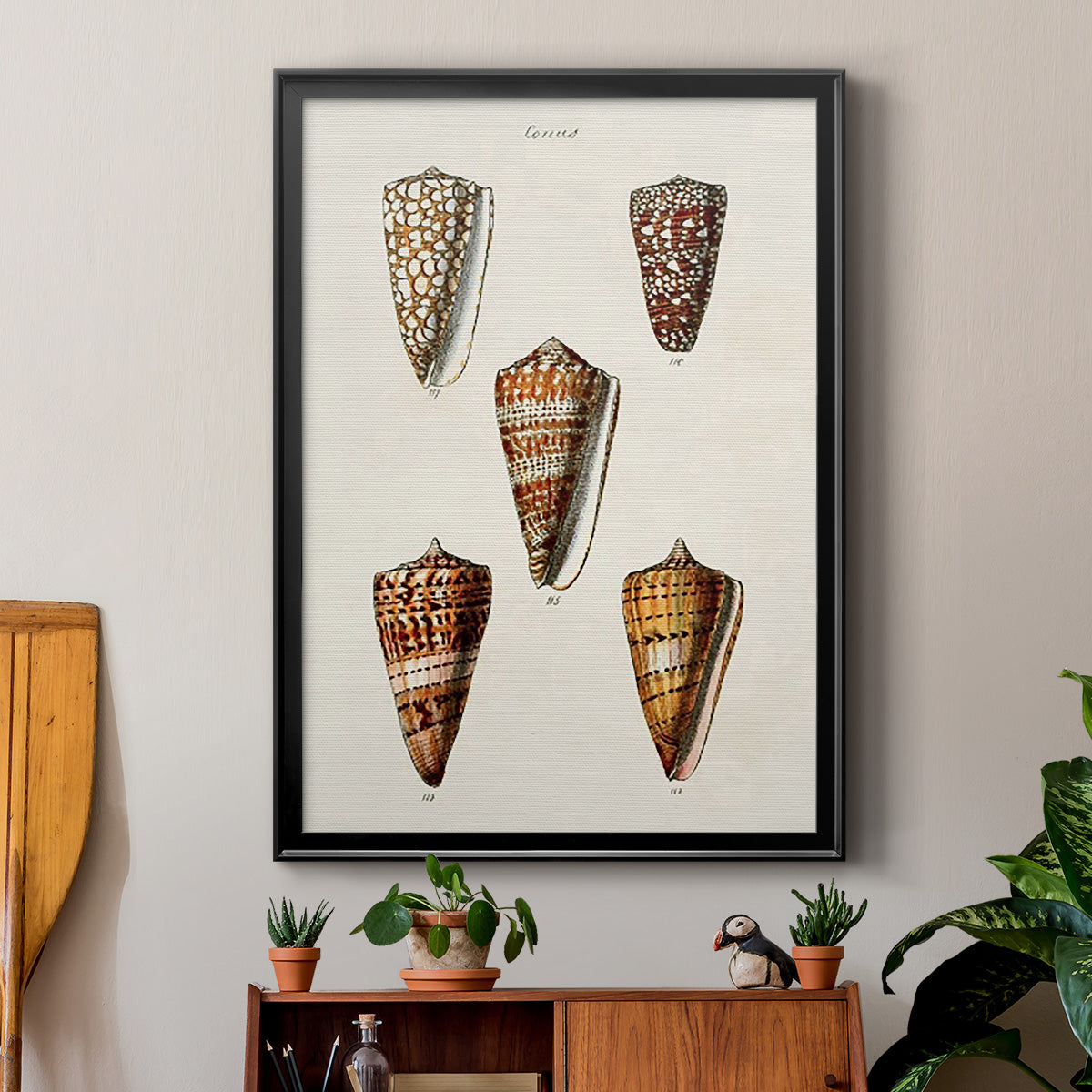 Cone Shell Collection II - Modern Framed Canvas Print