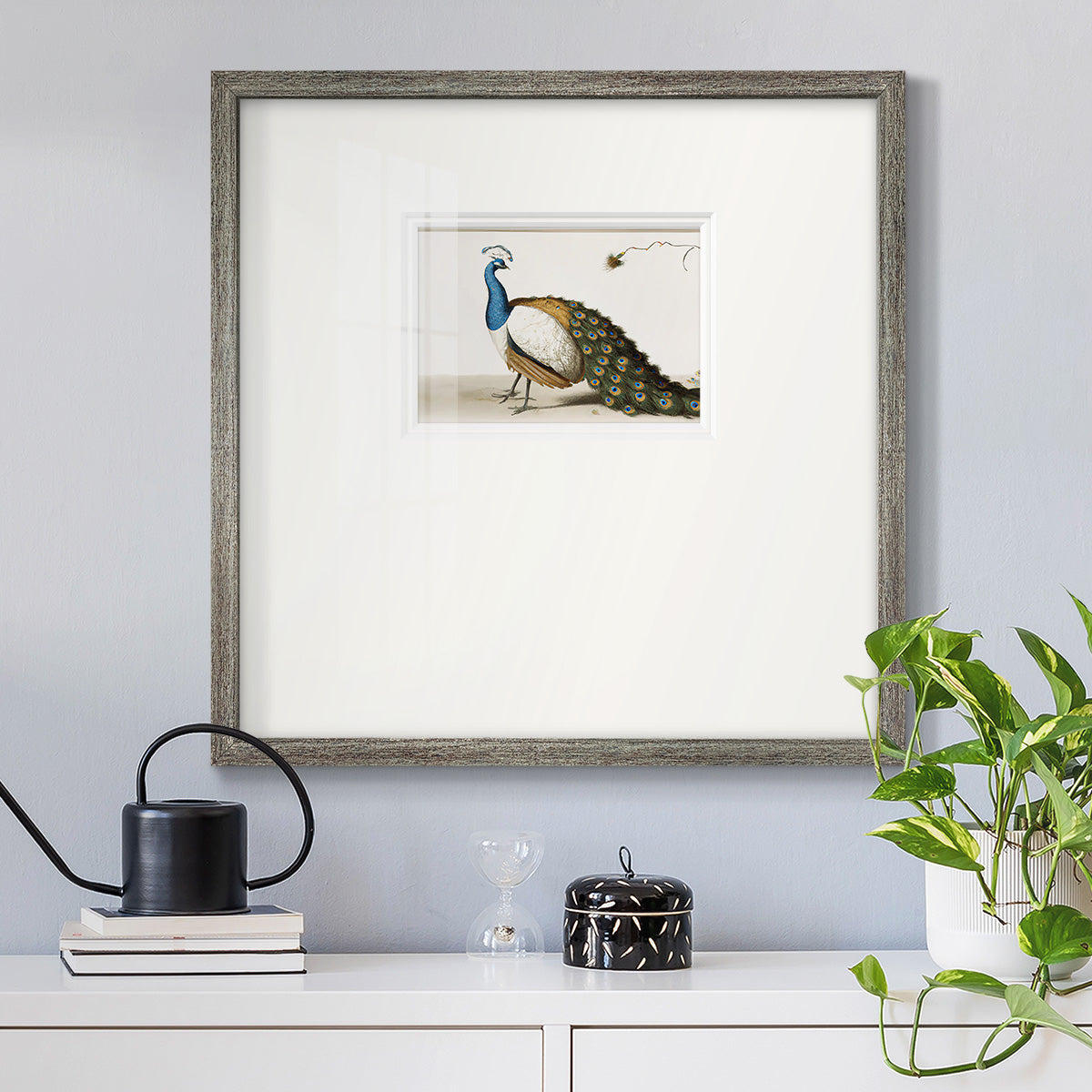 Standing Peacock Premium Framed Print Double Matboard