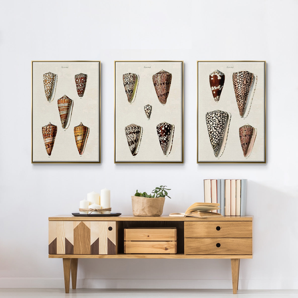 Cone Shell Collection I - Framed Premium Gallery Wrapped Canvas L Frame 3 Piece Set - Ready to Hang