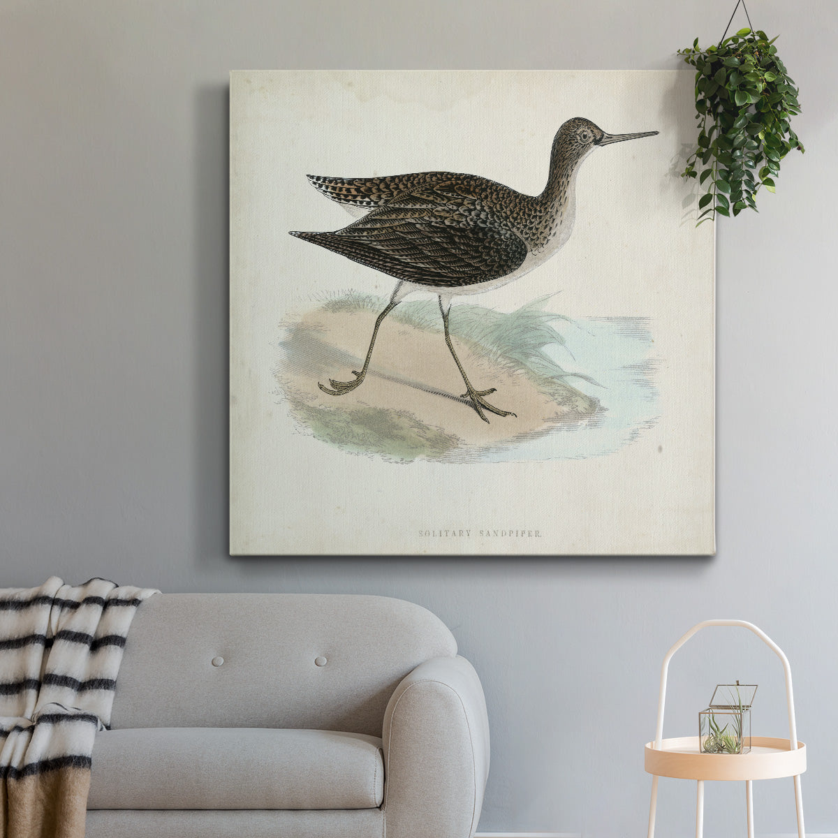 Morris Sandpipers VII - Canvas Art Print