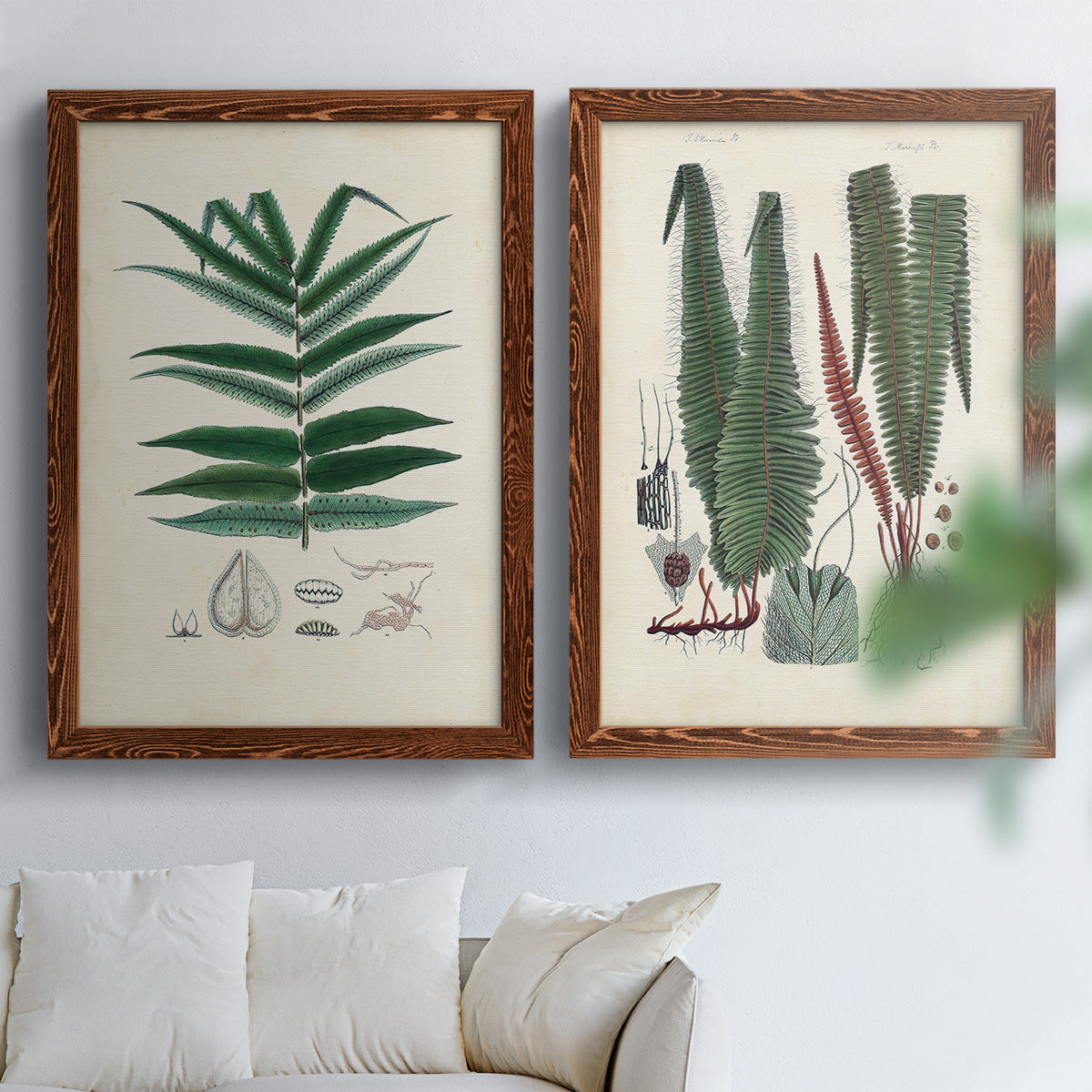 Set of two maple barnwood framed canvas prints depicting varied green fronds, roots, spores, and archival labels arranged across two complementary compositions above a sofa in a bright living space.