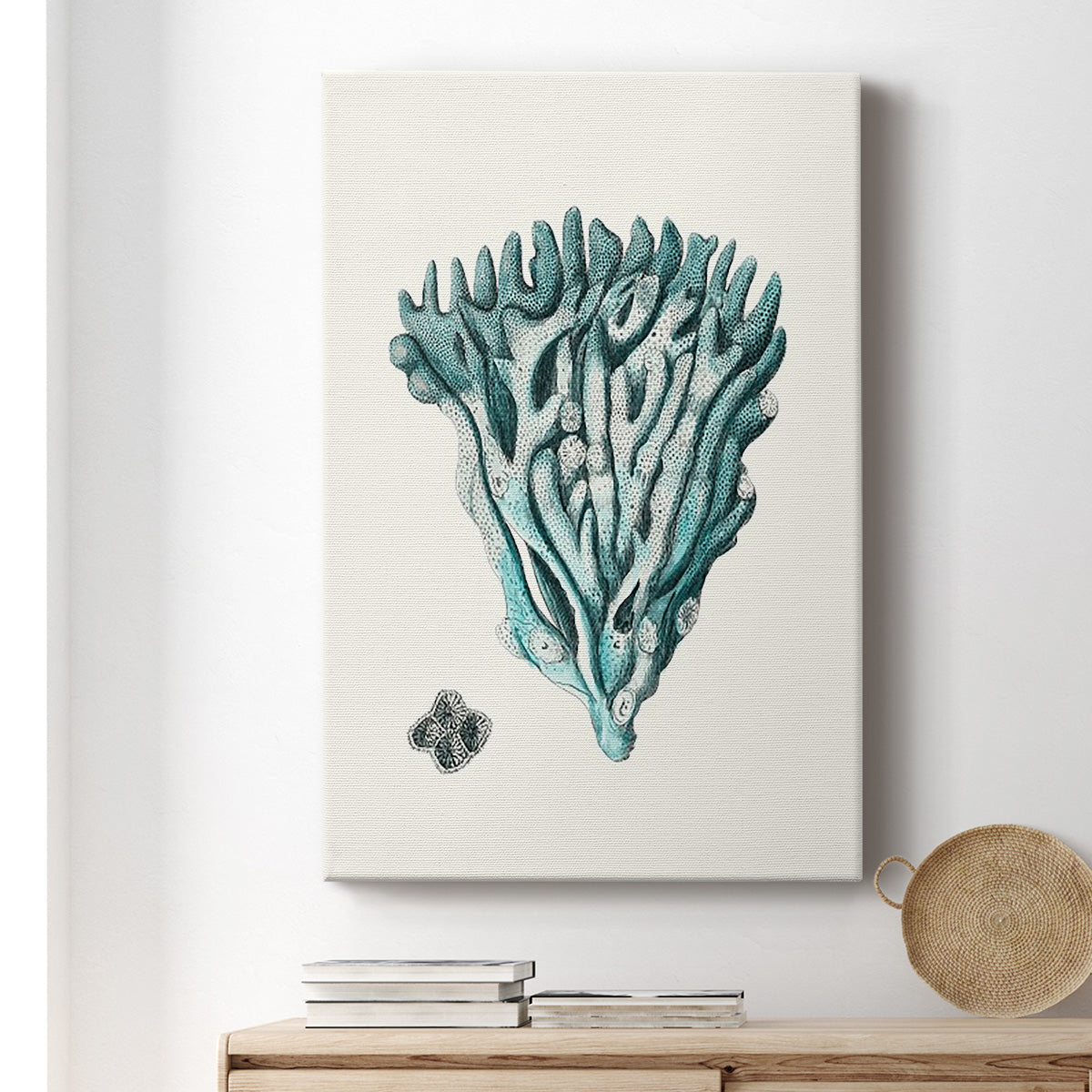 Antique Coastal Coral X - Canvas Art Print