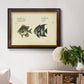 Bloch Antique Fish II Premium Framed Canvas- Ready to Hang